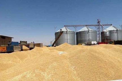 خریداری ۵۵۰ هزار تن گندم از گندمکاران استان فارس