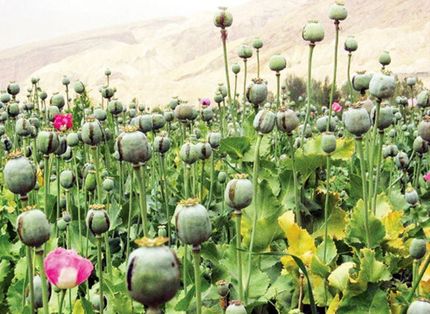 کشف مزرعه ۲۰ هزار بوته‌ای خشخاش در دزفول