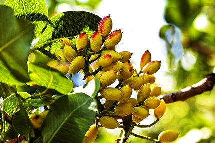 خسارت سنگین قطعی مکرر برق به پسته رفسنجان