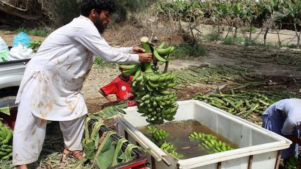 برداشت بیش از ۳۵ هزار تن موز در استان سیستان و بلوچستان