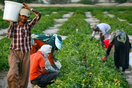 خرید حمایتی ۴ میلیون تن محصول از کشاورزان توسط دولت