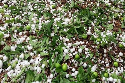 حوادث غیرمترقبه، ۱۶ هزار میلیارد ریال به کشاورزی آذربایجان‌غربی خسارت زد