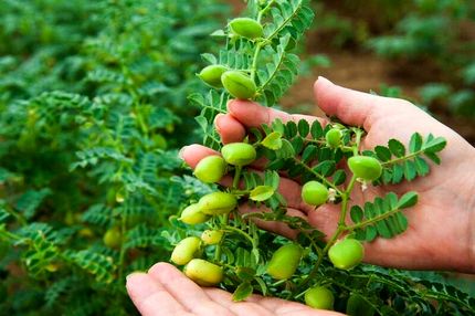 برداشت نخود از ۸۷۰ هکتار از اراضی شهرستان طارم