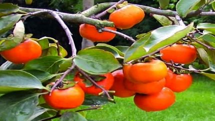 هیچ کمبودی در میوه‌های شب یلدا نداریم
