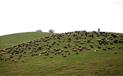 از سرگیری صادرات دام ضروری است/ در تصمیمات توجهی به تولیدکنندگان نمی شود