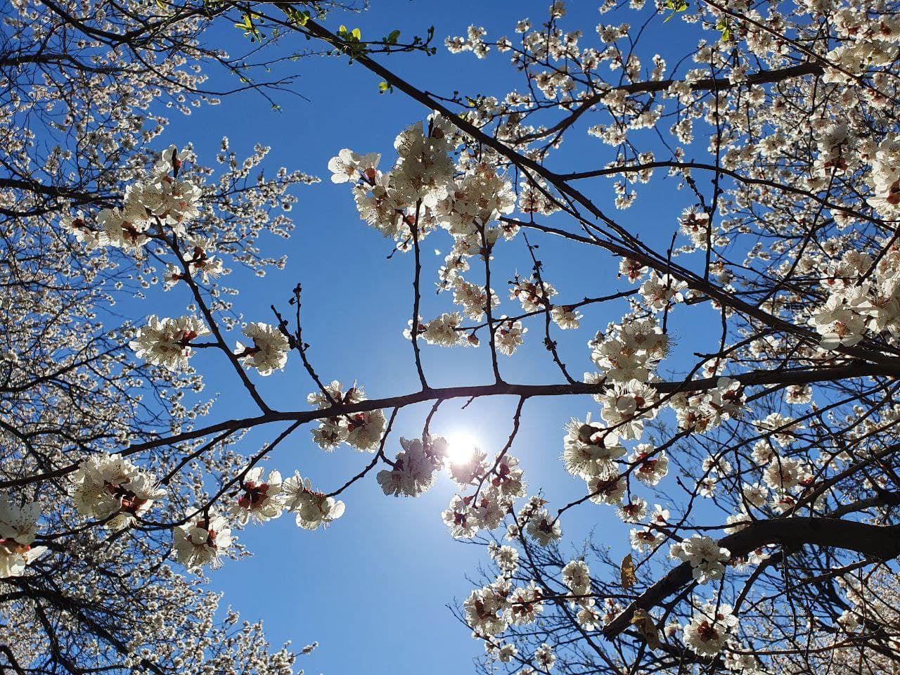 بهار شکوفه داد