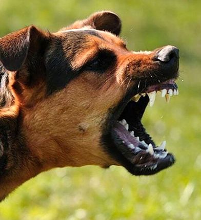 سگ‌های ولگرد، ۱۲ نفر را در روستای رمش مجروح کردند