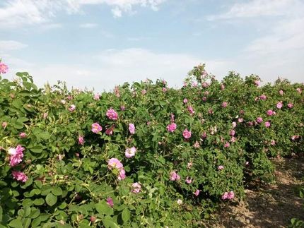 افتتاح اولین بوستان تخصصی گل محمدی تهران