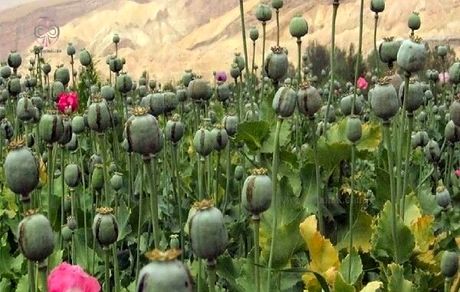 کشف و انهدام مزرعه کاشت خشخاش در اندیمشک