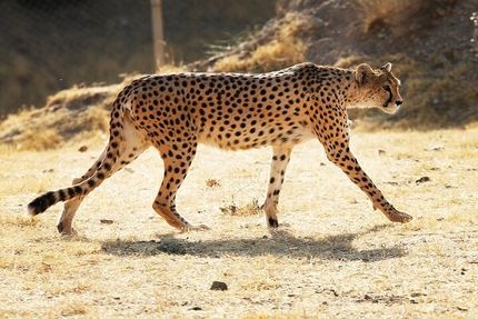 تدوین دو طرح حفاظتی از یوز آسیایی