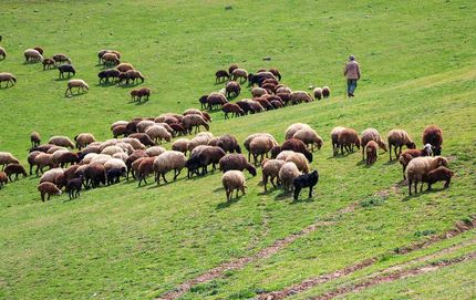 خرید تضمینی دام عشایر آغاز شد