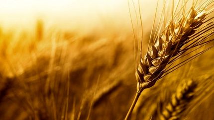 ۲۵۸ هزار تن گندم در استان اردبیل خریداری شده است