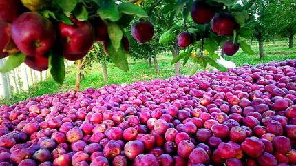 خرید توافقی سیب صنعتی در استان آذربایجان‌غربی آغاز شد