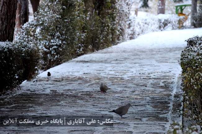 ارومیه سفیدپوش شد | تصاویر