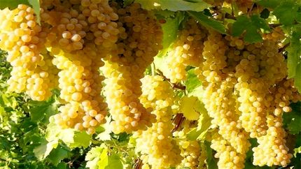 خرید ۳ هزار و ۵۰۰ تن انگور از باغداران برای تولید کنسانتره در استان سمنان