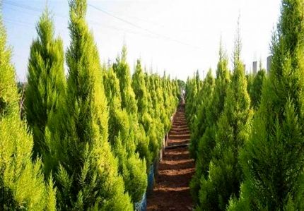 کاشت درخت کاج در تهران ممنوع شد