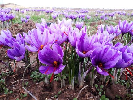 افزایش ۱۰ درصدی کشت زعفران در استان یزد