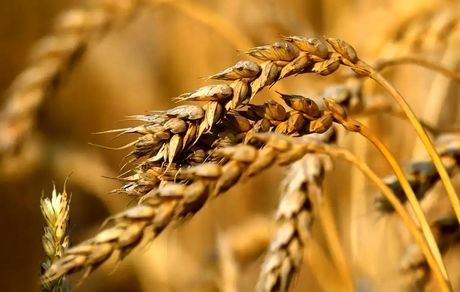 یک نماینده: مطالبات گندمکاران تا ۱۰ روز آتی پرداخت می‌شود