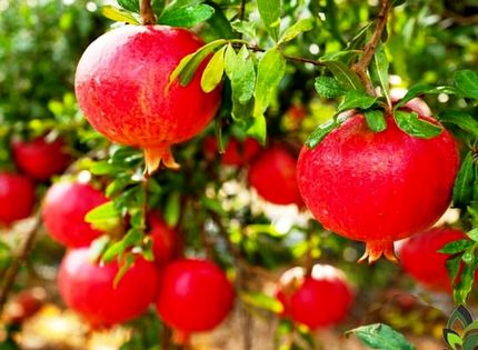 برداشت ۵۰ هزار تن انار در استان قم پیش بینی شده است