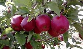 آغاز خرید سیب درجه ۳ با قیمت یک‌ هزار و ۴۶۰ تومان